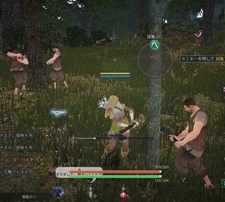 blackdesert 採取(カエデ)