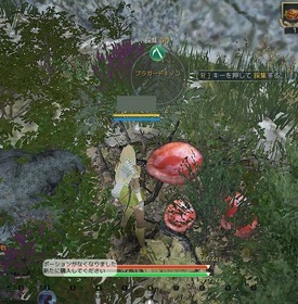 blackdesert 採取(ブラガーキノコ)